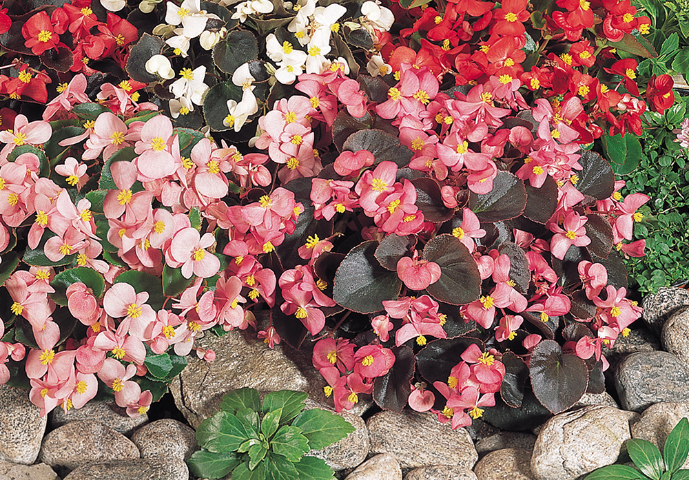Begonia semperflorens F₁ Organdy® | Benary